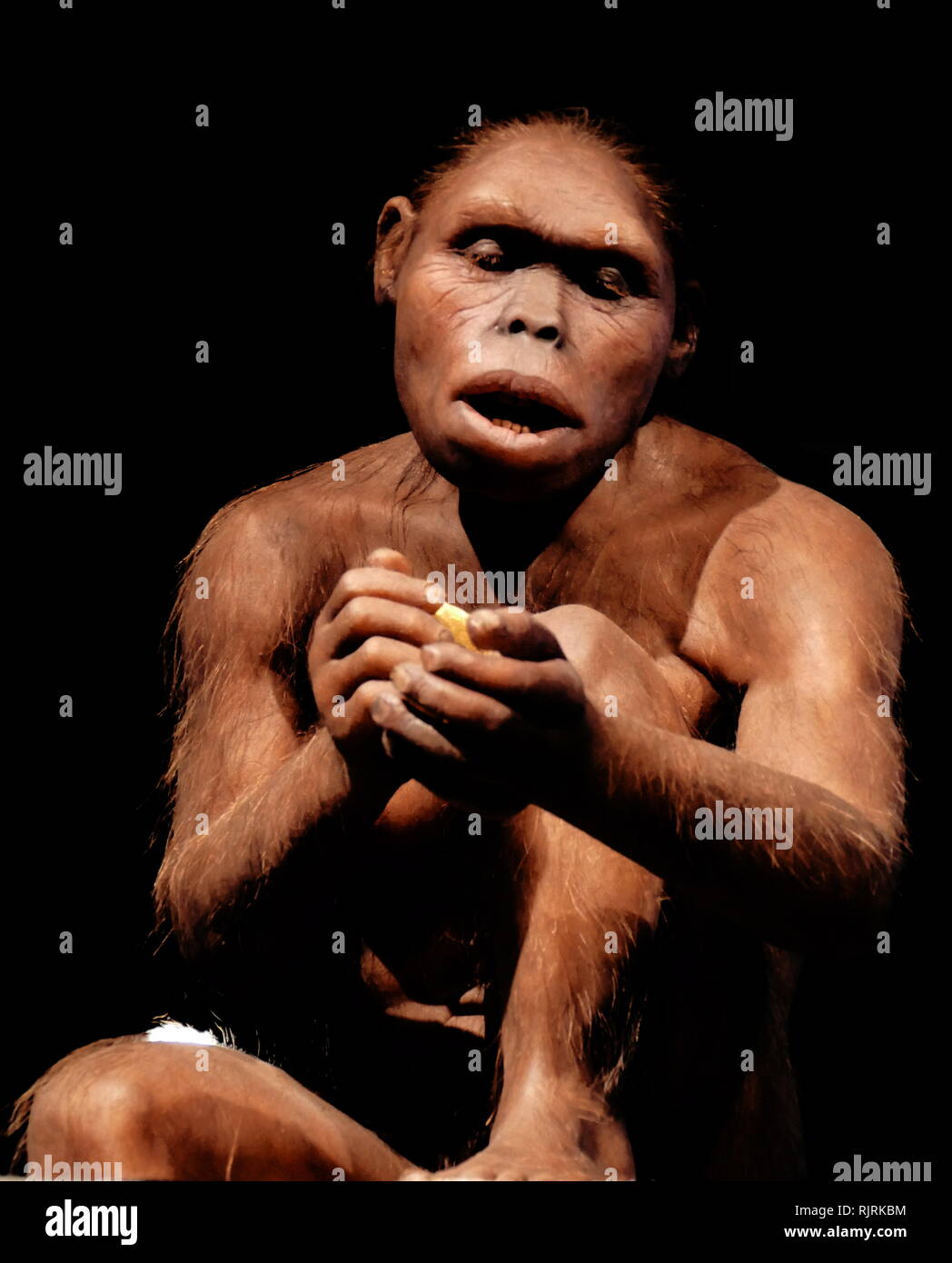 Reconstructed female Homo habilis; a proposed archaic species of Homo, which lived between roughly 2.1 and 1.5 million years ago Stock Photo
