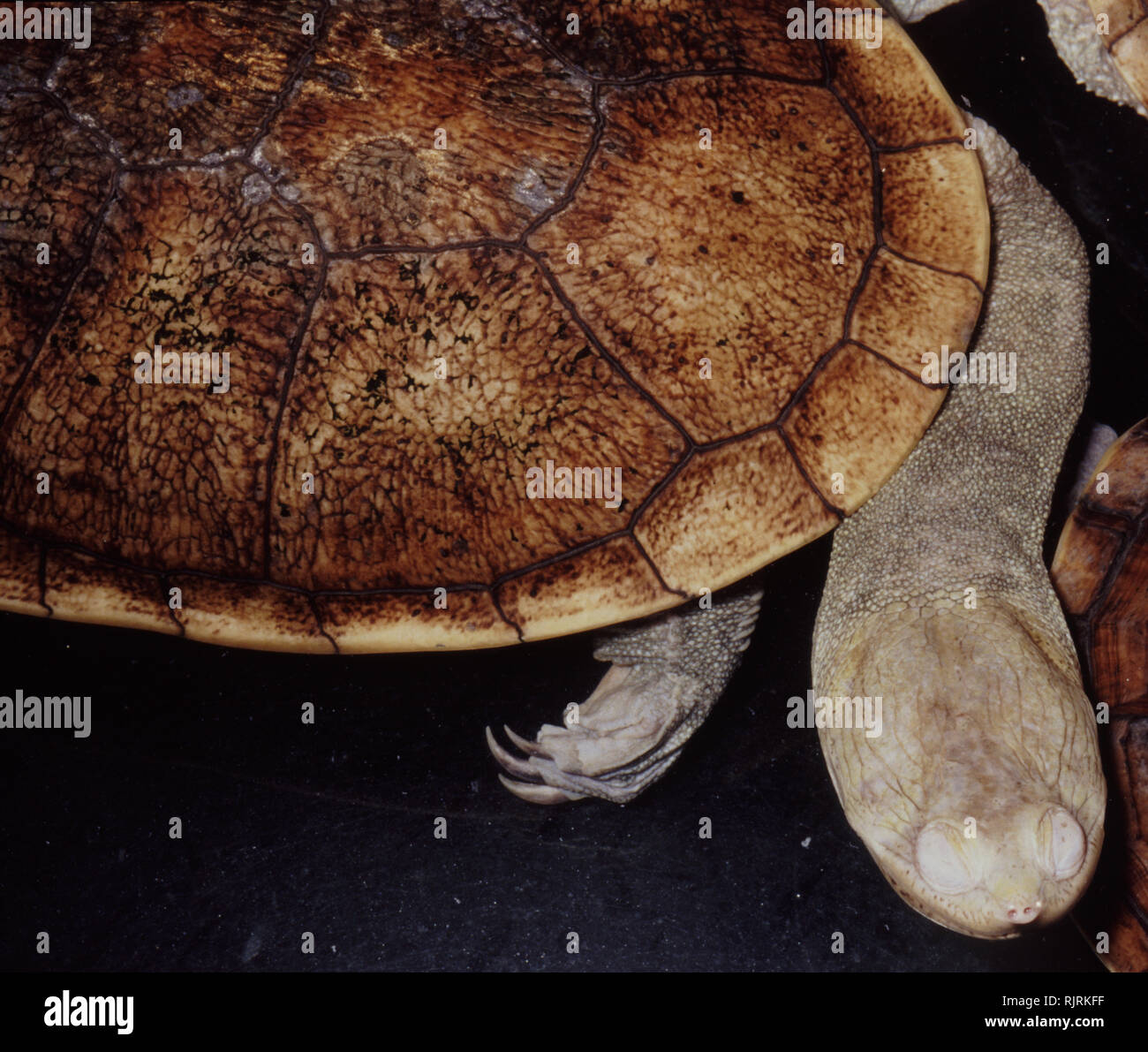 Siebenrock's snake-necked turtle (Chelodina siebenrocki) Stock Photo