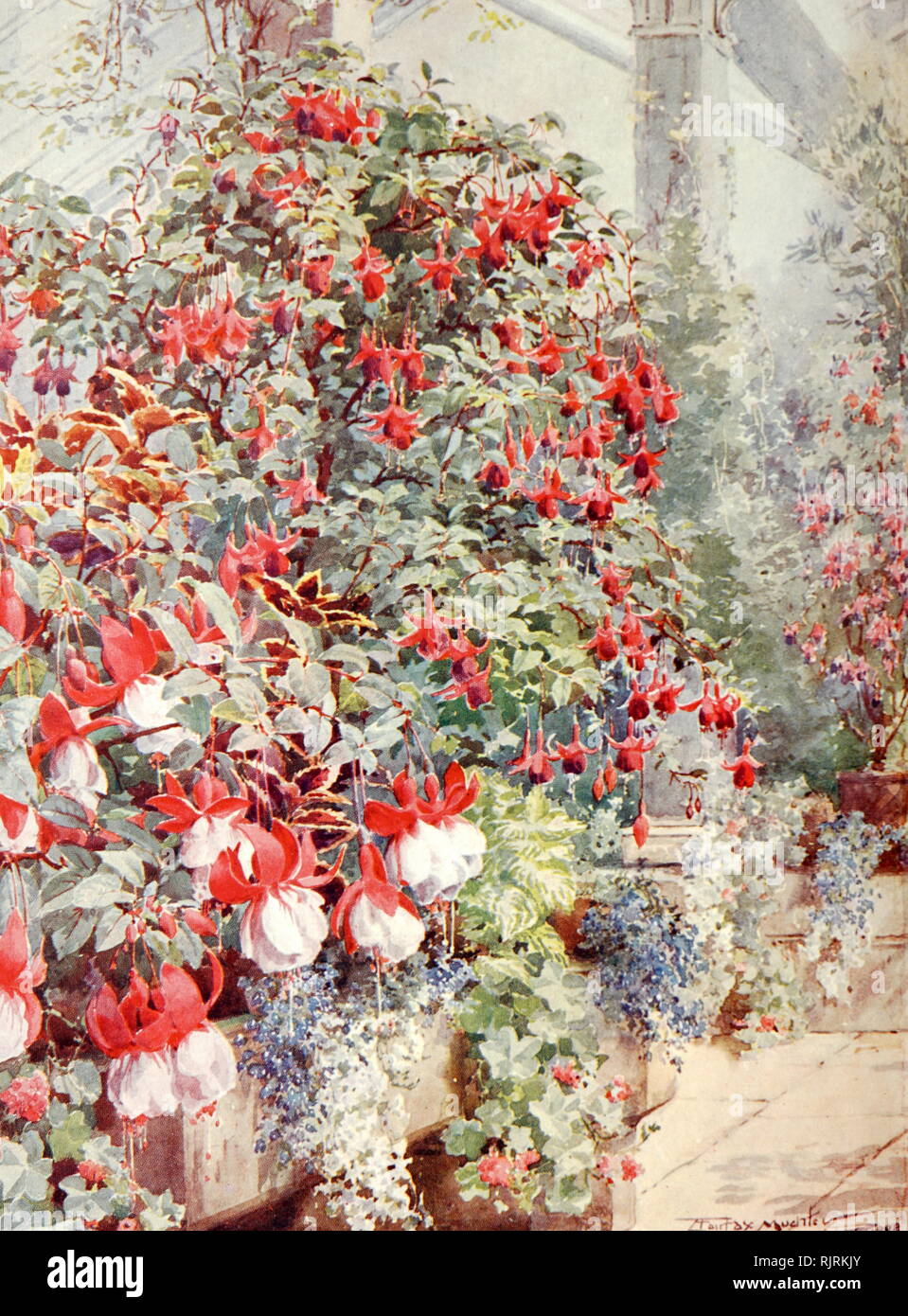 Fuchsias in the Greenhouse' by Angelo Fairfax Muckley (1859-1920); English artist and illustrator Stock Photo