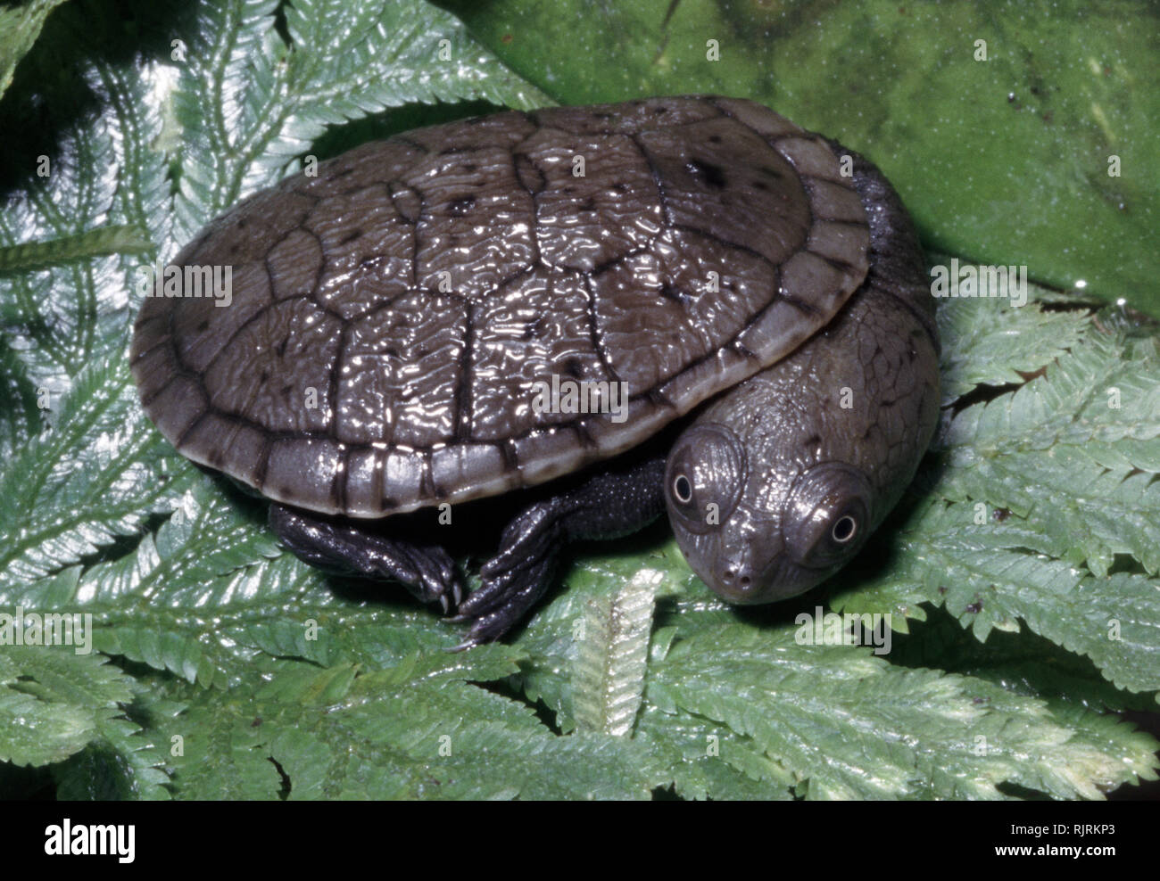 Young Specimen Of Reimann's Snake-necked Turtle (chelodina Reimanni 