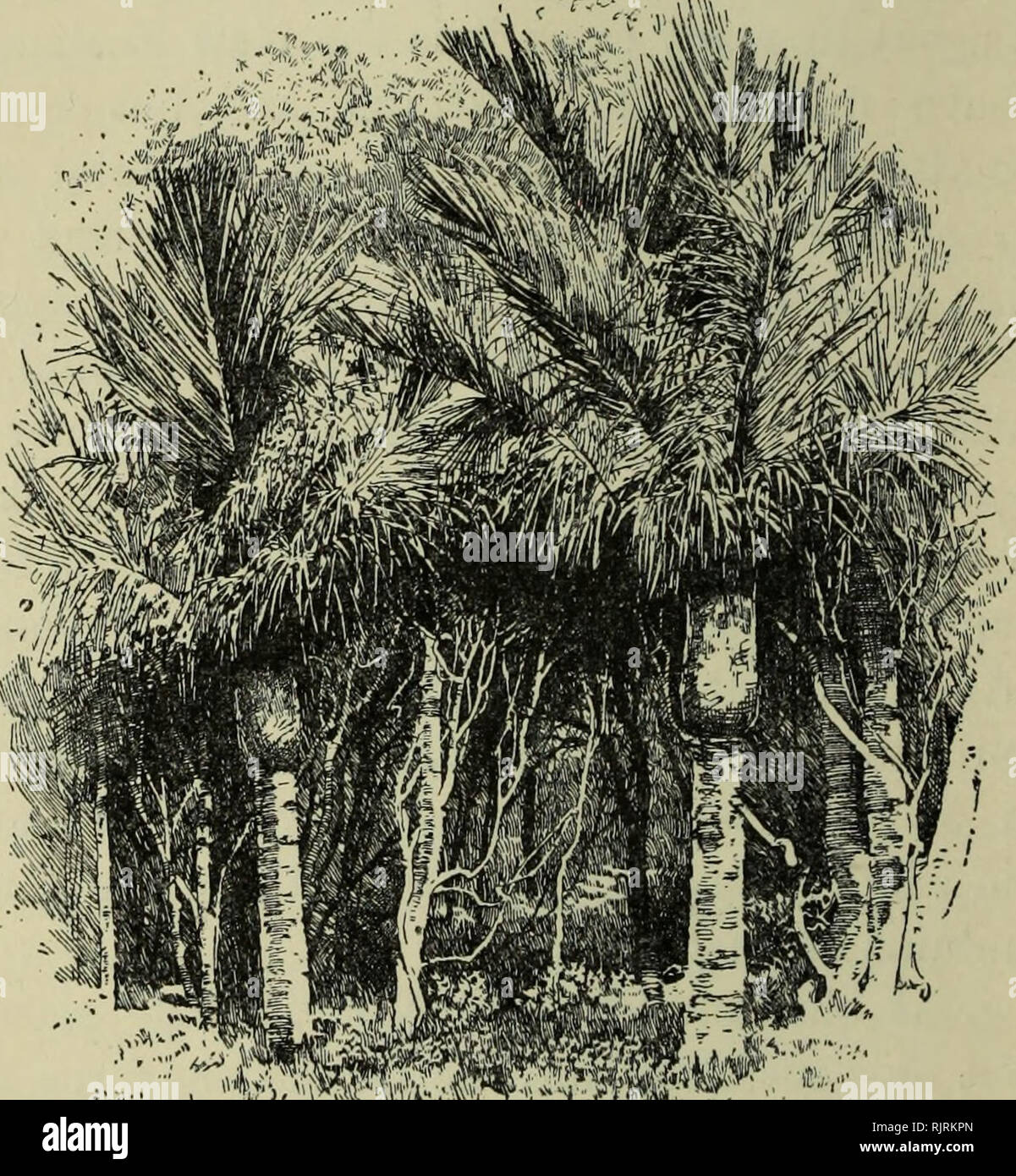 . Australia and New Zealand. Natural history; Natural history. 440 COMPENDIUM OF GEOGKAPHY AND THAVEL dwarf-growing, as shown in our illustration, but is some- times near 30 feet high, and is then very graceful. It marks the extreme southern limit of the palm tribe in the southern hemisphere. Pines also, quite unlike ours, belonging to the genera Podocarpus, Dacrydium,. NIKAU TALMS, THE IIUTT, &quot;WELLINGTON. Phyllocladus, and Dammara, abound; but generally the forests are much intermixed, and their chief distinct- ive feature is the abundance and variety of the ferns that grow beneath their Stock Photo