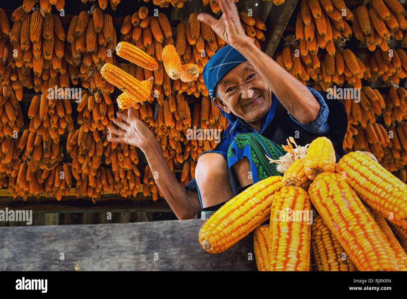 Corn field southeast hi-res stock photography and images - Alamy