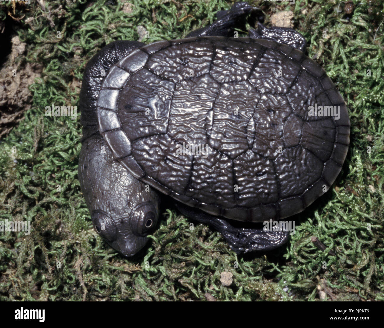 Young specimen of Common or Eastern long-necked turtle (Chelodina longicollis) Stock Photo