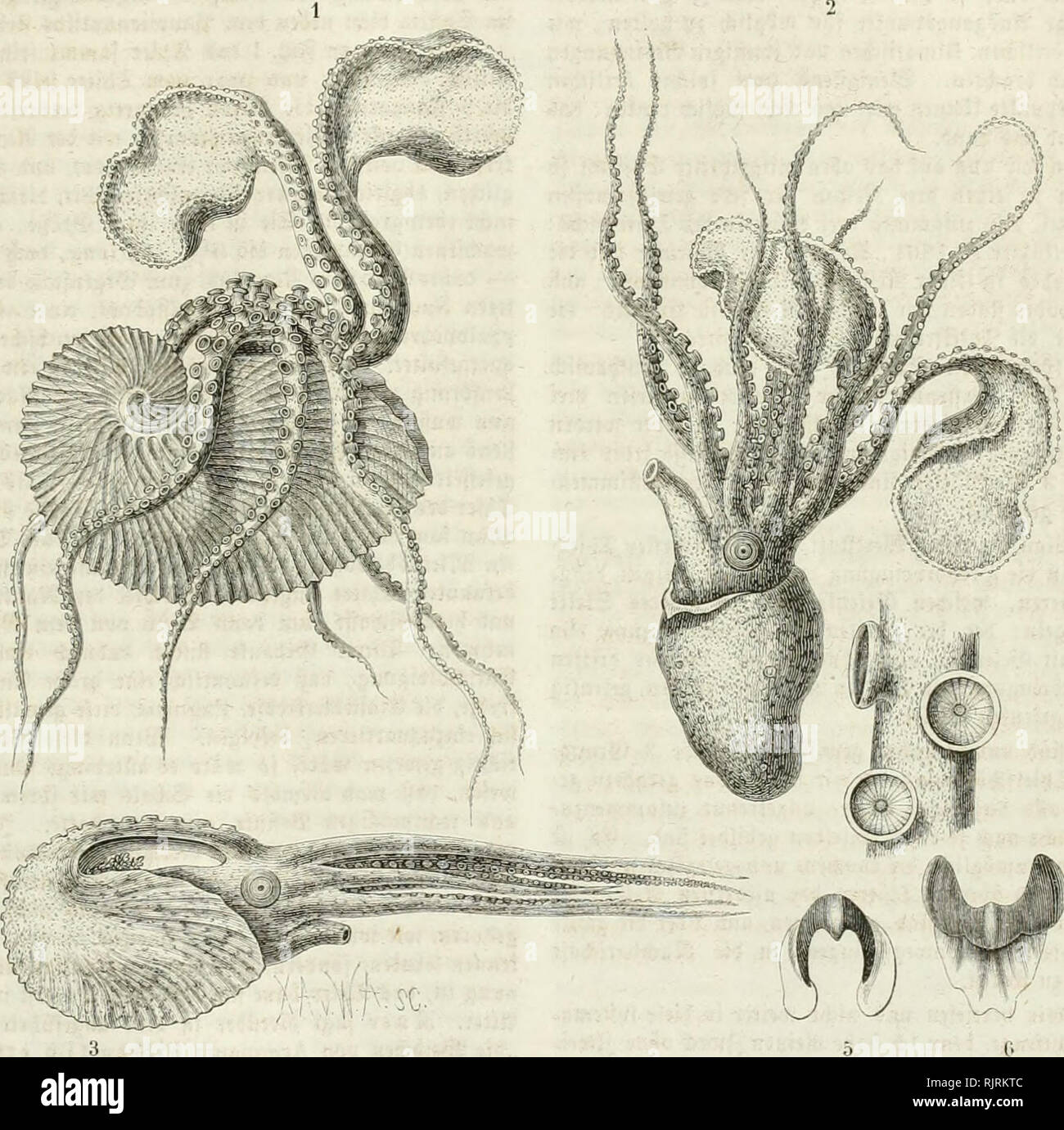 Aus Der Heimath Natural History Natural History Germany 777 778 Lt S On Um Bie Stelle Ju Bejei Nen Ttjel E Anev Ben C C Vit A I Viobcn Anweift Inirb C Nid T Unangcmeffen Fein I Iei Fuvj Ba3