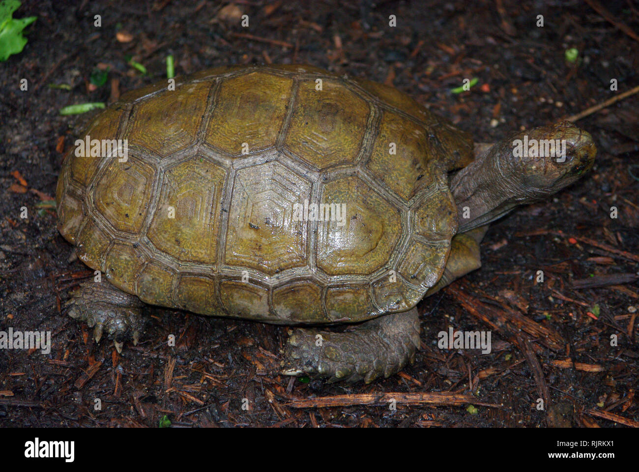 Asian forest or Giant tortoise (Manouria emys) Stock Photo