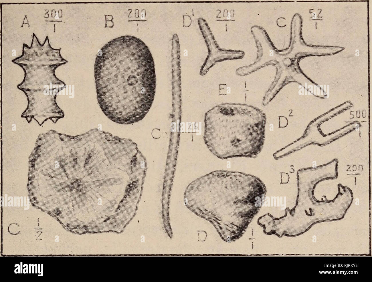 . Australasian fossils, a students' manual of palaeontology. Paleontology. rig. 68.—CAINOZOIC SPONGES.. A—I^atrunculia sp. (after Hinde). Cainozoic. Deep L,ead, Norseman, W.A. B—Geodiasp. (afterHinde). Cainozoic. DeepI^ead, Norseman, W.A C—Ecionema newberyi. McCoy sp. Cainozoic. Boggy Creek, Gippsland. Vict. D—Plectroninia halli, Hinde. Cainozoic (Janjukian). Moorabool, Vict. E—Tretocalia pezica, Hinde. Cainozoic. Flinders, Vict. rig. 69.—SILURIAN CORALS.. Please note that these images are extracted from scanned page images that may have been digitally enhanced for readability - coloration and Stock Photo