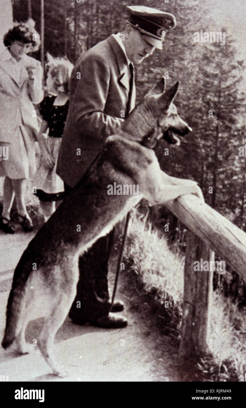 Blondi (1941 - 1945) was Adolf Hitler's German Shepherd, a gift as a puppy, from Martin Bormann in 1941. Blondi stayed with Hitler even after his move into the Fuhrerbunker located underneath the garden of the Reich Chancellery on 16 January 1945. According to Albert Speer, Hitler killed Blondi because he feared that the Russians would capture and torture her after overrunning the bunker. Stock Photo
