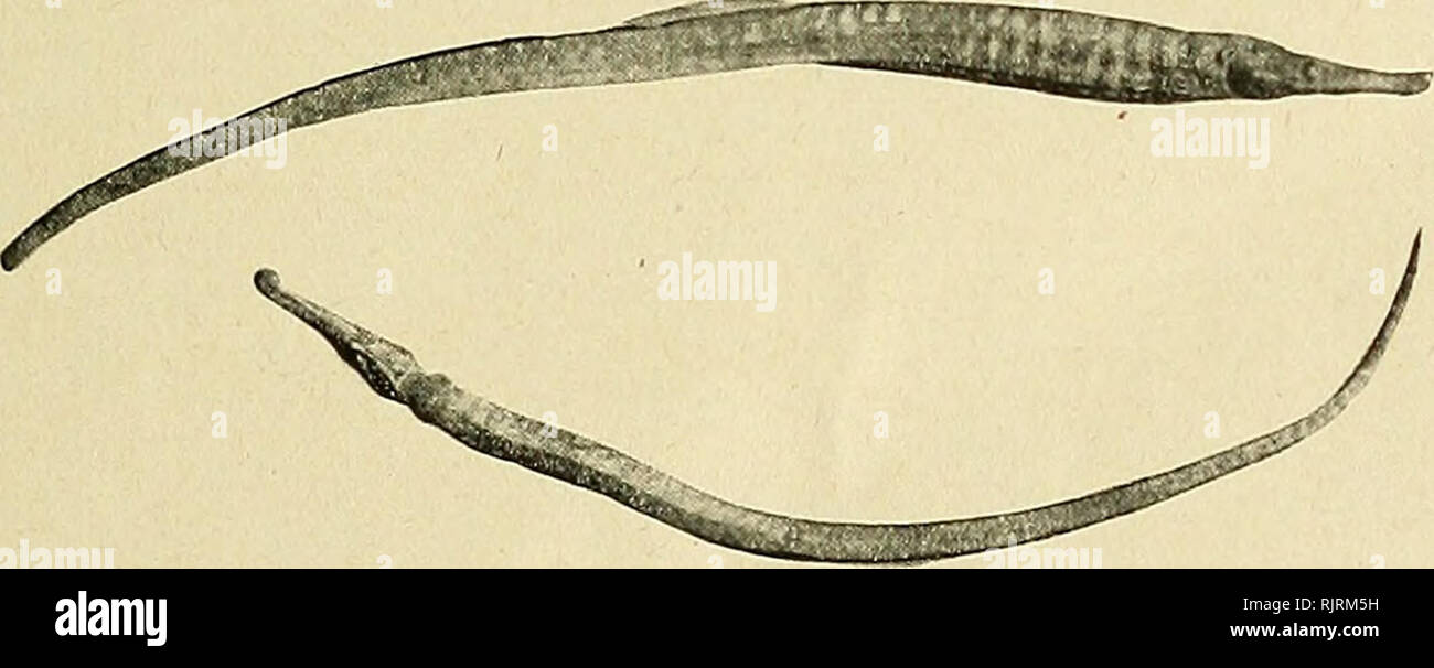 Genus syngnathus hires stock photography and images Alamy