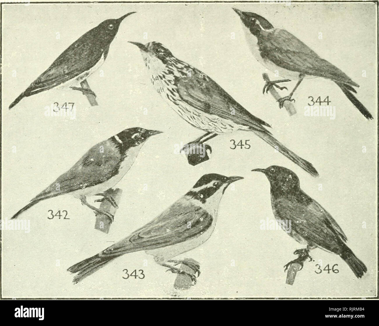 . An Australian bird book : a pocket book for field use. Birds -- Australia Identification. 168 AN AUSTRALIAN BIRD BOOK.. F. 142. NECTARINIIDAE (1), SUN-BIRDS, 234 sp — 36(33)A., 77i74)0., 2(1)P., 123(122)E. F. 143. Promeropidae, Promerops, 2 sp. E. (S. Afr.). F. 144. MELIPHAGIDAE (88), HONEY-EATERS, Honey- Suckers (-Birds), 251 sp.—250 (250) A., 1(1)0. 11 342*White-naped Honey-eater (Lunulated), Blackcap, 11 Melithreptus atricapillus, S.Q., N.S.W., V., S.A., Kent Group. Stat. 'v.c. timber 5.5 Upper yellowish-olive; quills brown; head, hind-neck black; narrow white band on nape; under white; n Stock Photo