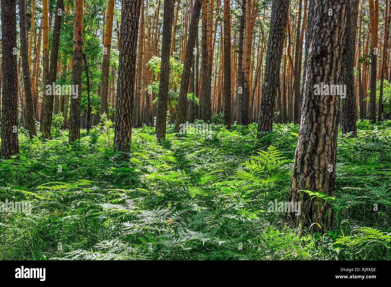 Beautiful summer sunny landscape in pine forest with tall slender trunks of coniferous trees, fresh pure air and green ferns on the ground. Majestic n Stock Photo