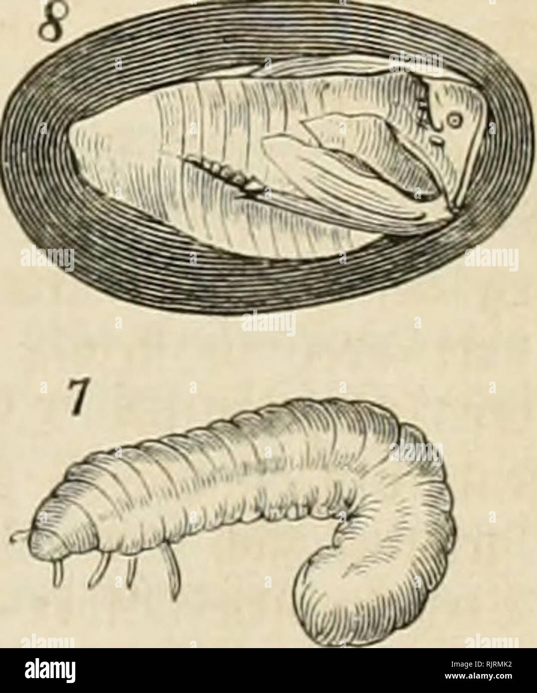 . Aus der Heimath. Natural history; Natural history -- Germany. l. Nccrophorus germaiiicus L. â 2. N. liuniator F. â 3. N. vespillo L. (sjciiulncr JÃ¼btcnÃ¤tÃ¤bci). 4. N. ruspator Erichs. â 5. N. vestigator Hersch. â 0. N. mortuorum F. â 7. ?iivvf. â 8. ipiivpc ron N. yespillo. 231irf fo Ã¤f)ntid)en 9(rten bietet bie 33e(uiarung bciS ^dÃ= fc^ilbci^ ober bie isaxbc beÃ¶ ,&quot;^-iil)lertuo).ncia(Ã¶fd)i(b gan5 tal^l unb bei N. mortuorum (Jig. C&gt;) ber (^-Ã¼f^ier^ fnc|.'f fd)Â»ar^ ift. 5?etrad)teu wir ben JUn-pcrbau bicfcr if)icrd)en, fc muÃ man gcfteben, baf; fie alle ',um lebtcngrÃ¤beramt gut Stock Photo