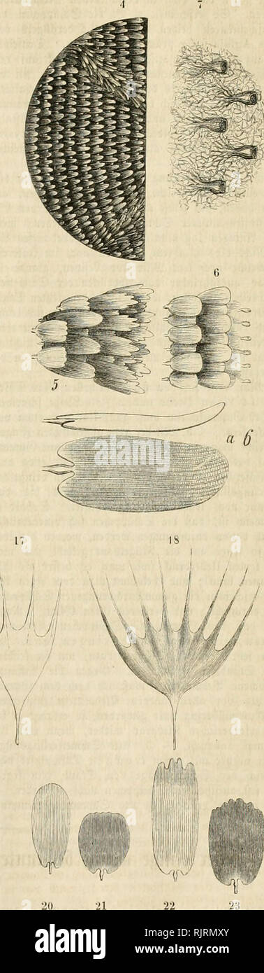 . Aus der Heimath. Natural history; Natural history -- Germany. 24 20 2S 19. rt'iil. 1—7 ficbc in por. SJiiiiimcr. — Schih'vclicn: 12, 13 rcS 91a,ic(i'iiiiiiuv8 oftr tau, Agiia tau; 14, 15 fc» flctiicn 'üjad)!» pMueiuiUj^c*, Saturnia Carpini; Ul, 17, 18 res Aiclcnifi'iniuts, Gastropaclia Pini; 19 Des IiUibenbnl^j'liSirrcrfiliw.iiiiU'i«, Aiycliia Statices; 20, 21 Dcä iircfteii 'ilcrlmiittcifalttit-, Argynnis Aglaja; 22, 23 rcS Jvaucriiuuitels, Vanessa Atropos. !llanti'cl)iU&gt;vtl)cn: 24 tti ,fticferii|'iMiincri&gt; .IHM!''&quot; Sud)«, Van. Polychloros ; 26 tee flvoiifn iicrniuttcrfattcr«; 27  Stock Photo