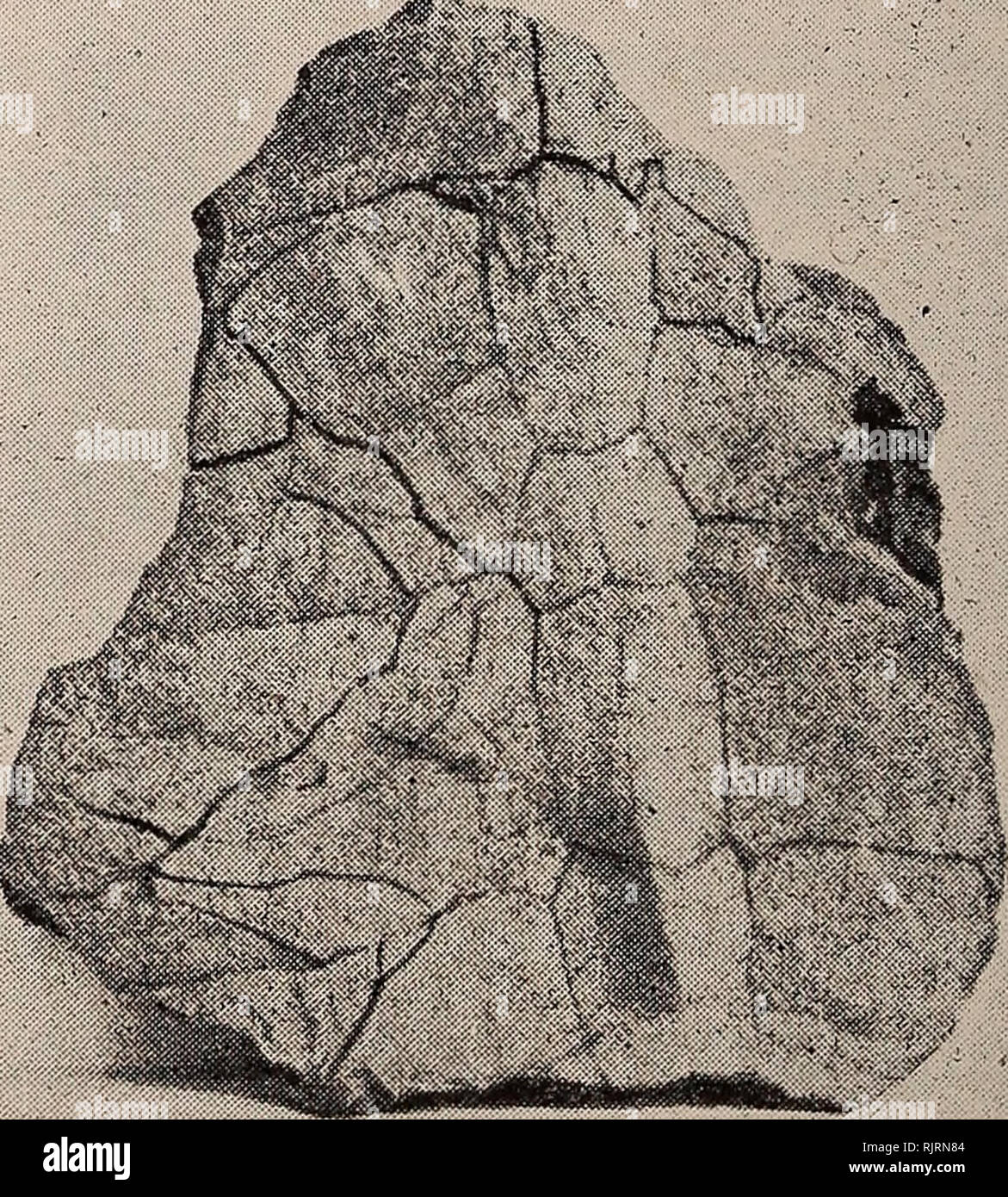 Australasian fossils, a students' manual of palaeontology. Paleontology. Fig.  15.—Bird Bones Exposed on Sand-blow at SealjBay^ King Island. {Photo by C.  L. Barrett).. Fig. 16.—Impression of a Bird's Feather in Ironstone.