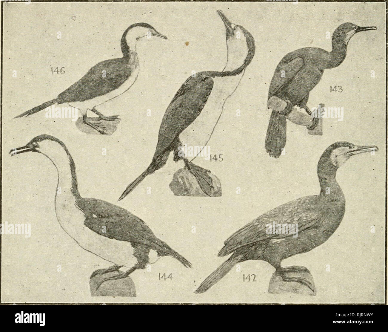. An Australian bird book : a pocket book for field use. Birds -- Australia Identification. 68 AN AUSTRALIAN BIRD BOOK.. ORDER XIV.—PELICANIFORIMES. F. 59. PHALACROCORACIDAE (5), CORMORANTS, 42 sp. —16(14)A., 6(2)0., 7(3)P., 6(5)E., 10(4)Nc., 9(6)N1. 5 142 Cormorant, (Black), Black Shag, PTia/acrocoraic carbo. 42 A., T,, N.Z., COS. exc. S. Am. c. lagoons, sea 35 Glossy blackish-green; side of neck, face buffy white; white oil thighs; f., sim. Fish. being free. Representatives of the six families are found in Aus- tralia. These birds are fishers par excellence. In the first family come the well Stock Photo
