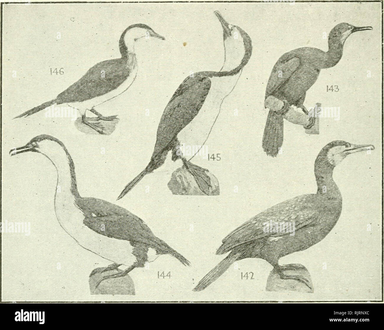 . An Australian bird book : a pocket book for field use. Birds -- Australia Identification. 68 AX AUSTRALIAN BIRD BOOK,. ORDER XIV.—PELICANIFORMES. F. 59. PHALACROCORACIDAE (5), CORMORANTS, 42 sp. —16 (14) A., 6(2)0., 7(3)P., 6(5)E., 10(4)Nc, 9(6)N1. 5 142 Cormorant, (Black), Black Shag, Phalacrocorax carbo. 42 A., T., N.Z., cos. exc. S. Am. c. lagoons, sea Glossy blackish-green; side of neck, face bully white; white oil thighs; f., sim. Fish. 35 being free. Representatives of the six families are found in Aus- tralia. These birds are fishers par excellence. In the first family come the well-k Stock Photo