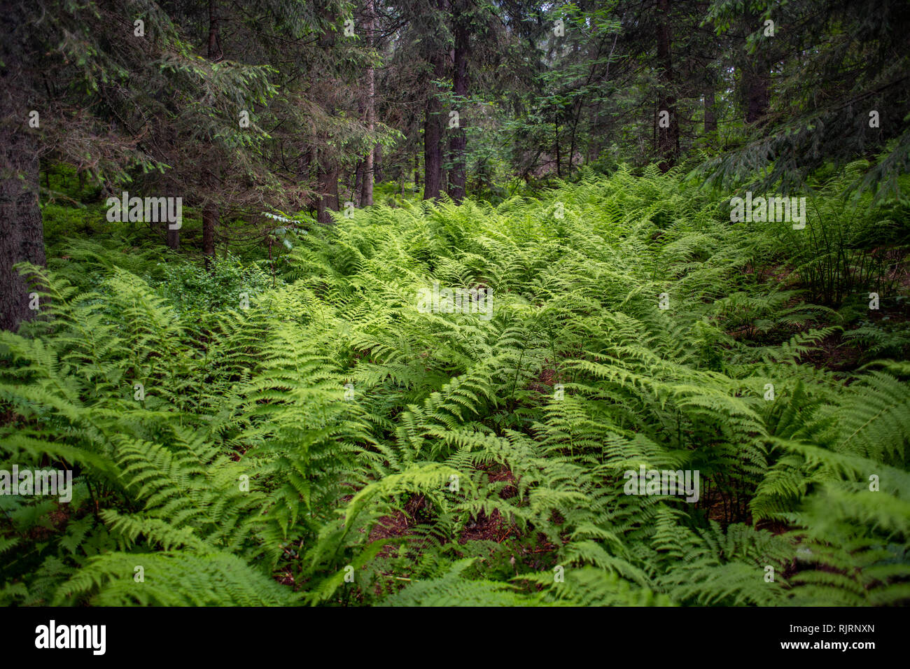 Ferns in the Tatra National Park,Lesser Poland Voivodeship, Poland. Stock Photo