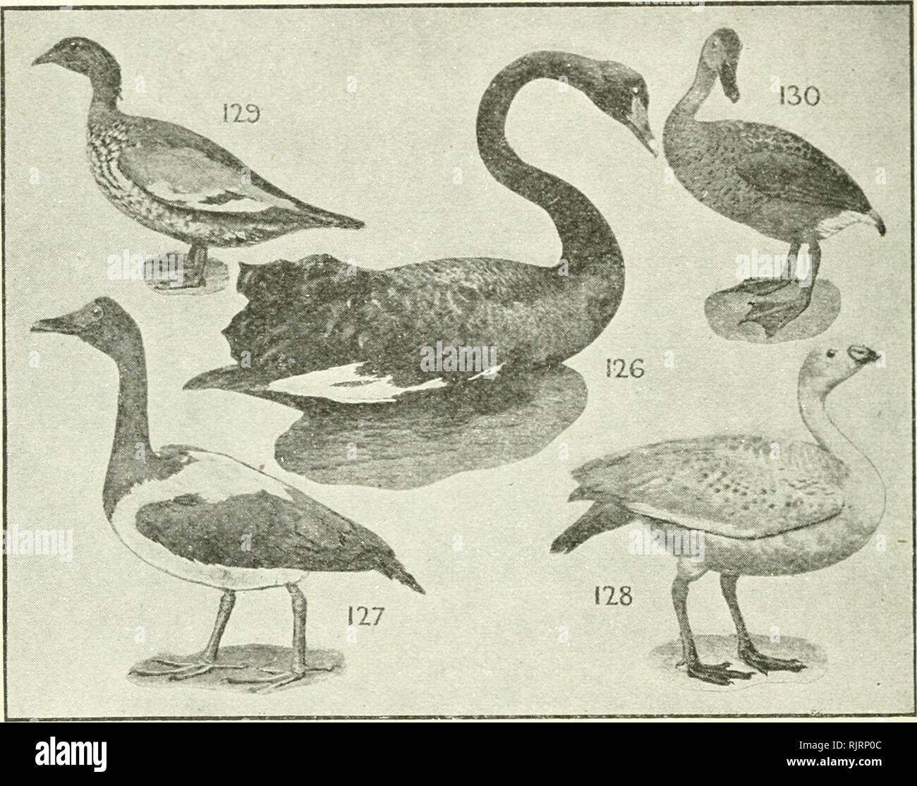 . An Australian bird book : a pocket book for field use. Birds -- Australia Identification. 62 AN AUSTRALIAN BIRD BOOK.. ORDER XIU.—ANSERIFORMES. F. 58. ANATIDAB (21), SWANS, GEESE, 206 sp.—39 (30) A., 50(9)0., 68(10)P., 41(21)E., 56(ll)Nc, 70(39)N1. 1 126 Black Swan, Chenopsis atrata, A., T. 1 Stat. c. lakes 40 Black; white on wing; very long neck; f., sim. Plants. Swans, Geese, and Ducks, the Swimming Birds grouped in Order XIII., are all classified in one family, though there are many sub-families. At the head of the Australian birds is the Black Swan—that rara avis which,&quot;possibly, ha Stock Photo
