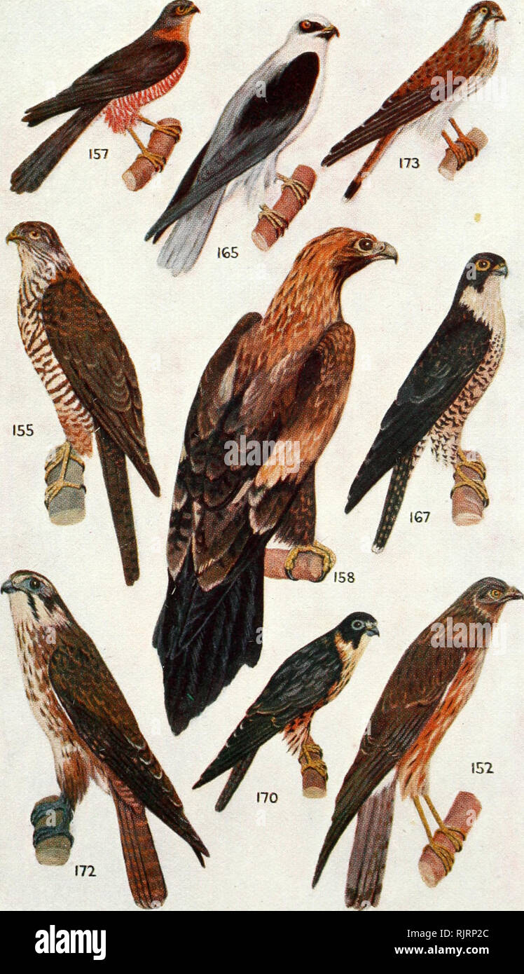 Black Kite Identification Stock Photos Black Kite