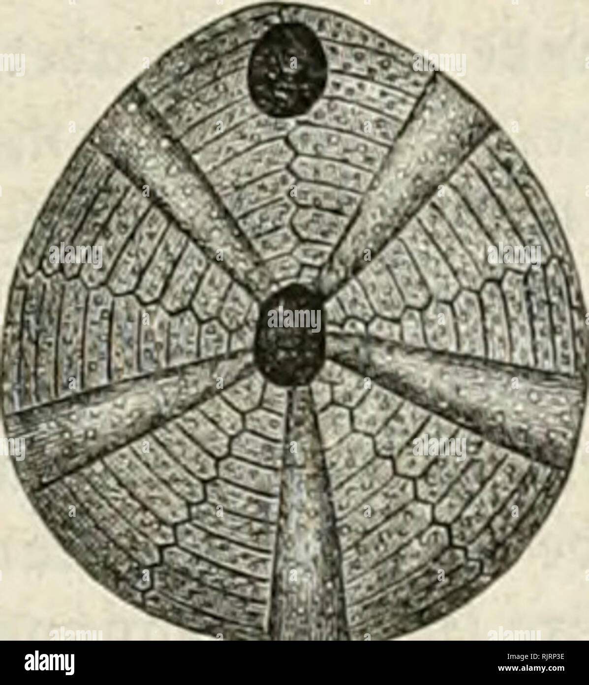 . Aus der Heimath. Natural history; Natural history -- Germany. 169 170 gclfen ber J?reibcformation cm^jorgetjobcn tourben unb auä weisen je^t nod/ bie ^nfel SWügen befielt. S8ei bet «or^in atterbin^ä nur corauöfeijunggTOeife 6c= fcbrie6cncn3erf}örung unb^inrocftfc^memmung bcr treibe» fclfen ber norbbeutfcfeen J?ü)^c mußten fid) bie[e »erftetner» ten «Seeigel, bie Ärßtenfteine, in großer 9[Renge auä ben 3;rümniern [ö[cn unb »on ben fübmärtä roüenben gtut^en mit fortgeriffen «erben, ©o famen einjcine biä auf unferc mittelbeutfc^en mit ben norbif^en 5ufammeni)ängenben in ber ©orjeit in größerer  Stock Photo