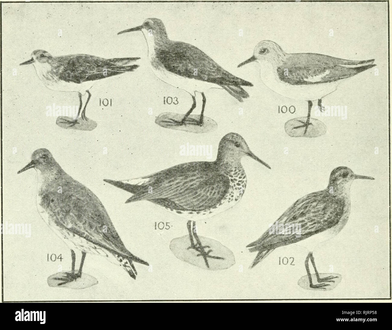 . An Australian bird book : a pocket book for field use. Birds -- Australia Identification. 48 AN AUSTRALIAN BIRD ROOK.. 1 100 Sanderling, Calidris arenaria {leucophoca, Am.O.U.), 1 cos. exc. Pacific Is. Mig. v.r. sandy shores, swa7nps 7.5 Crown, back gray; white band on wing; sides, lower-back white; eyebrow, forehead, face, under white; no hind toe; brighter in far north; f., sim. Sand-hoppers, insects. &quot;Wick.&quot; remarkable of such organs. The Australian Avocet is one species of a cosmopolitan genus. Some of the Dottrels live on the dry, open plains of the interior; others frequent t Stock Photo