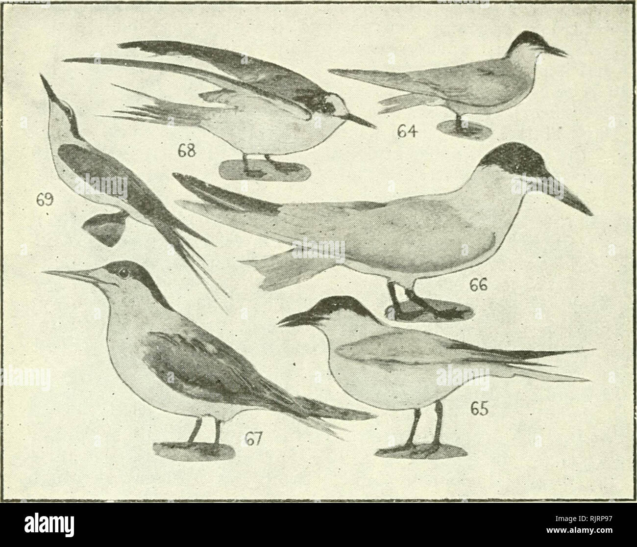 . An Australian bird book : a pocket book for field use. Birds -- Australia Identification. .14 AN AUSTRALIAN BIRD BOOK.. ORDER IX.—LARTFORMES. F. 32. LARIDAE (21), TERNS, NODDIES, GULLS, Skim- mers, 125 sp.—32(13)A., 35(3)0., 45(1)P., 42(6)E., 43(5)Nc, 46(19)N1. 2 64 Whiskered Tern (Marsh), Hydrochelidon fluviatilis 4 (hybrida), Eur. (Br.) to China, Malay, Afr. to A. r. swamps (inland) Head black; upper, wings, tail light-gray; face, &quot;throat, tail white; chest dark-gray; abdomen black; bill blood- red; winter, head grayish-white; f., sim. Water- insects, small fish. 11 bird as he disappe Stock Photo