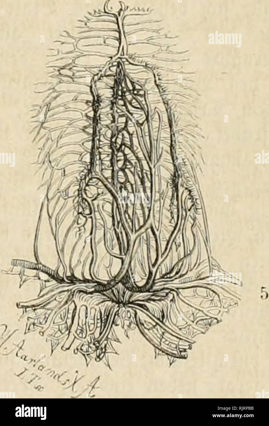 Page 5 Aij High Resolution Stock Photography And Images Alamy