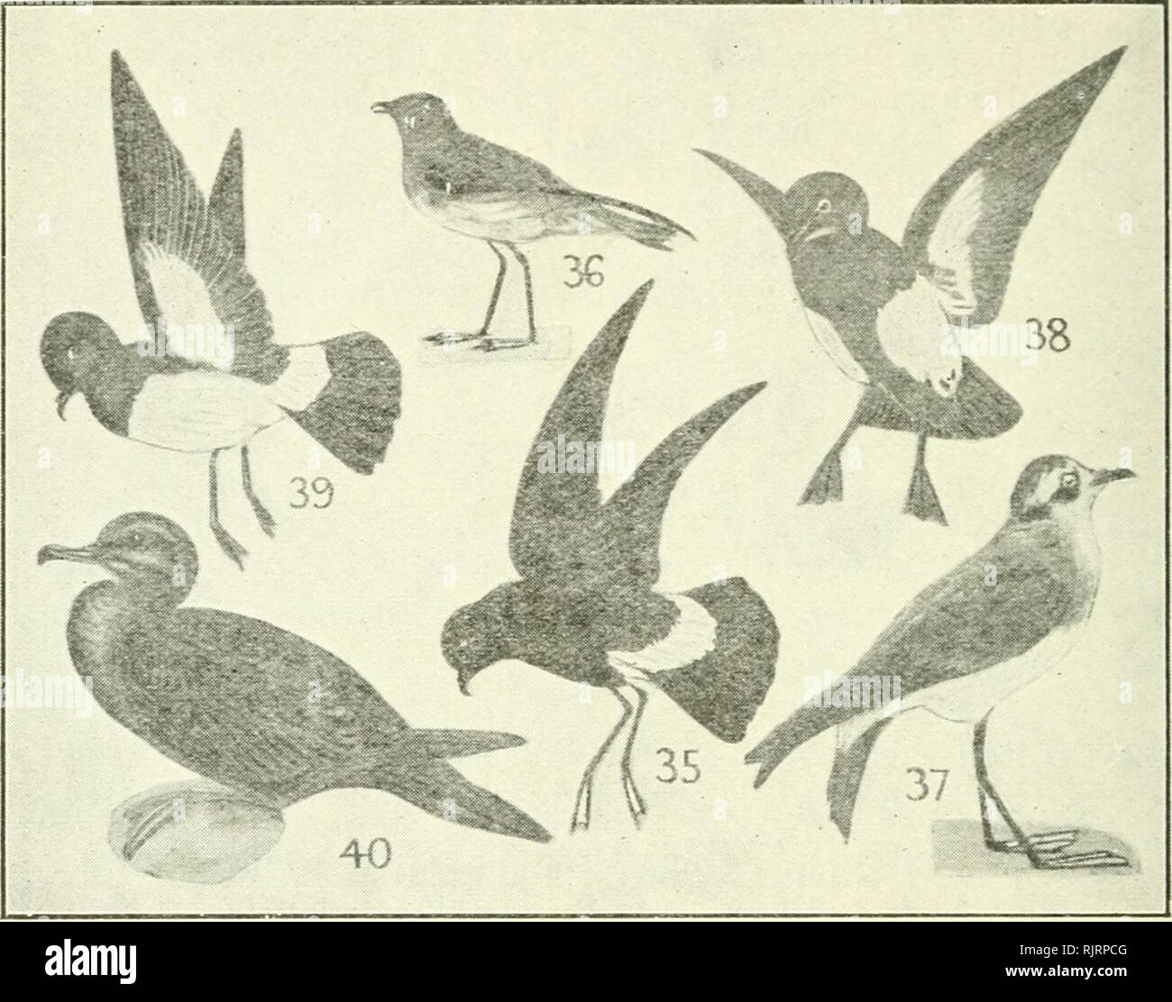 . An Australian bird book : a pocket book for field use. Birds -- Australia Identification. 26 AX AUSTRALIAN lilRD BOOK.. ORDER VIII.—PROCELLARIIFORMES, TUBINARES, TUBE-NOSED SWIMMERS. F. 27. PROCELLARIIDAE (5), STORM - PETRELS, MOTHER CAREY'S CHICKENS, 25 sp — 10(3)A., 2(0)0., 10(0)P., 7(0)E., 13(4)Nc, 13(3)N1. 2 35 Wilson Storm-Petrel (Yellow - webbed, Flat - clawed), 3 Oceanites oceanica, S. Polar regions N. to British Is. (ace), Labrador (ace), India, A., N.Z. c. ocean 6.8 Blackish; base tail above below white; legs black; webs yellow; f., sim. Shellfish, small fish, greasy. During the int Stock Photo