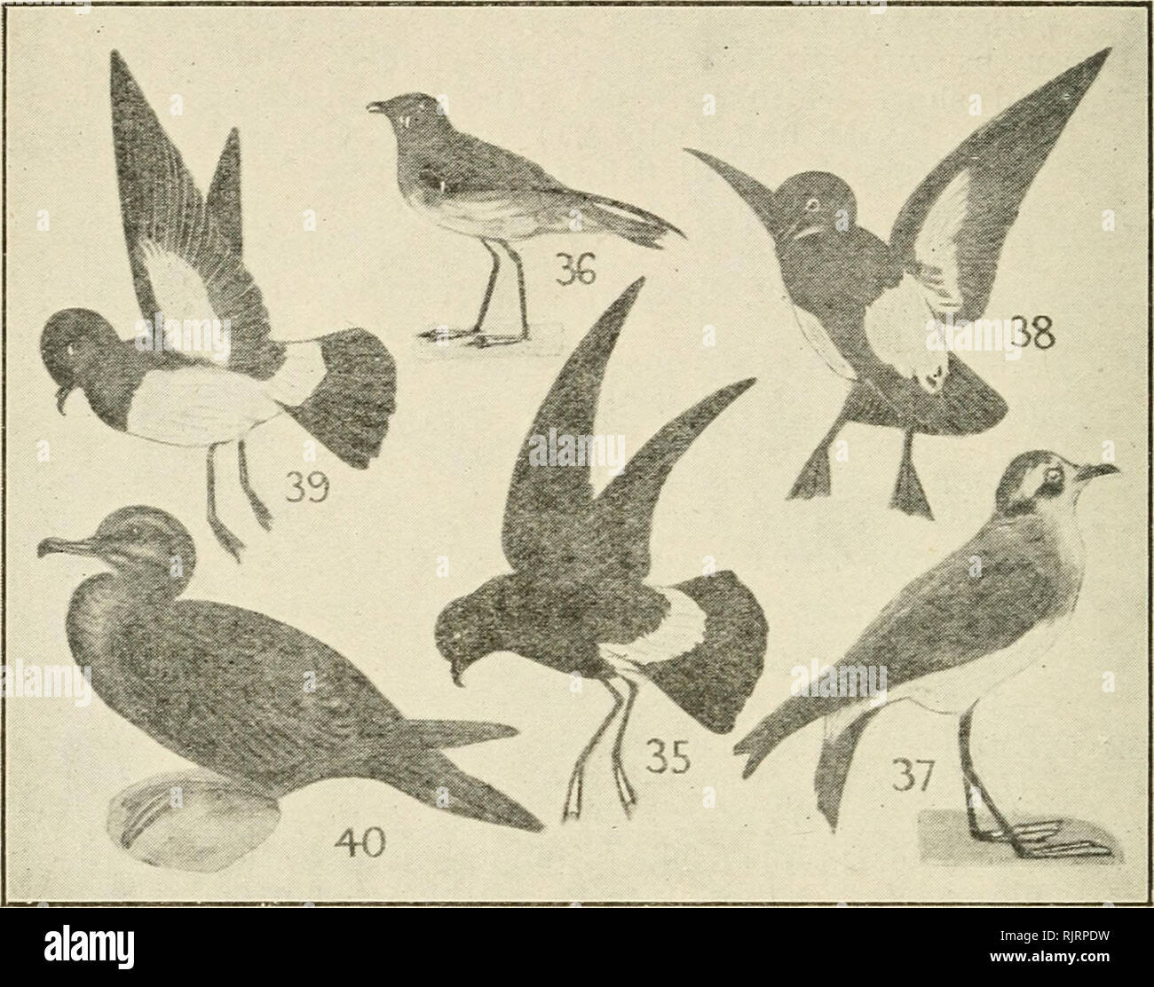 . An Australian bird book : a pocket book for field use. Birds -- Australia Identification. 26 AK AtrSTRALJAN BIRD BOOK.. ORDER VIII.-—PROCELLARIIFORMES, TUBINARES, TUBE-NOSED SWIMMERS. F. 27. PROCELLARIIDAE (5), STORM - PETRELS, MOTHER CAREY'S CHICKENS, 25 sp.—10(3)A., 2(0)0., 10(0)P., 7(0)E., 18(4)Nc., 13(3)N1. 2 35 Wilson Storm-Petrel (Yellow - webbed, Flat-clawed), 3 Oceanites oceanica, S. Polar regions N. to British Is. (ace), Labrador (ace), India, A., N.Z. c. ocean Blackish; base tail above below white; legs black; webs yellow; f., sim. Shellfish, small fish, greasy. During the interest Stock Photo