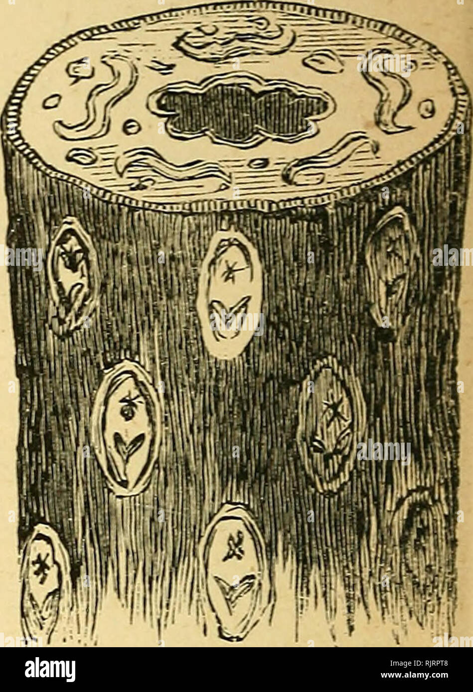 . Australian botany, specially designed for the use of schools. Botany. Fig. i. Fig. 2. Fig. 3. Fig. 1. Exogenous stem (showing cross section). Dicotyledon—two cotyledons {seed-leaves).—New wood on the out- side formed between the old wood and the bark, and producing two seed-leaves (cotyledons) in early growth or germination. Examples :— Eucalyptus (Australian gum-tree), wattle (Acacia), pine, cypress, sheoak, Australian honeysuckle (Banksia), English honeysuckle (Lonicera), Hakea, Australian heath (Epacris), Erica or common heath, Victorian laurel (Pittosporum undulatum), cherry, plum, apple Stock Photo