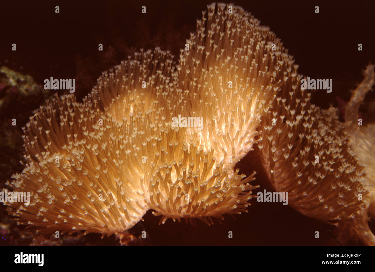Mushroom leather coral (Sarcophyton sp.) Stock Photo