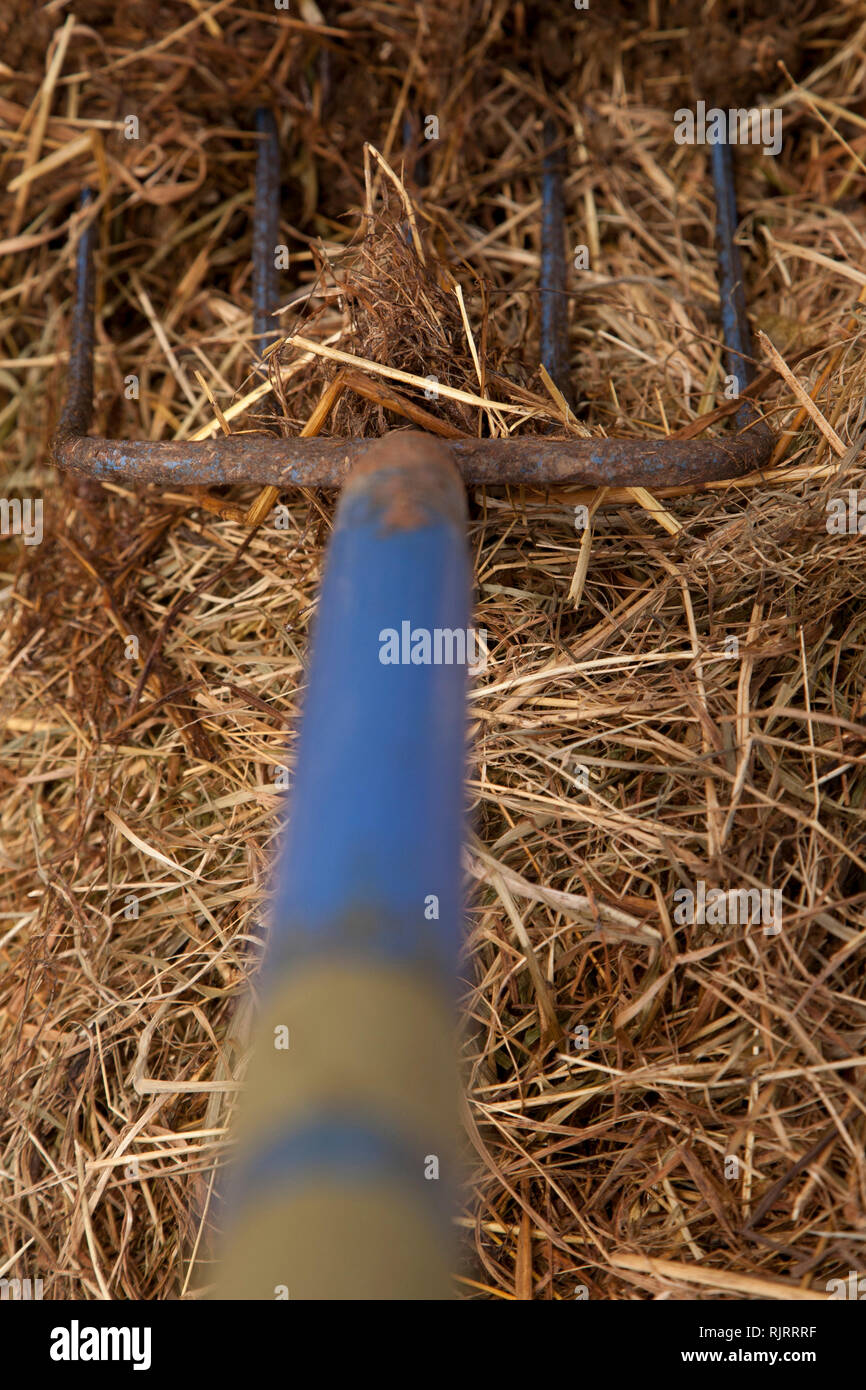 Equine stable mucking out tool equipment hires stock photography and