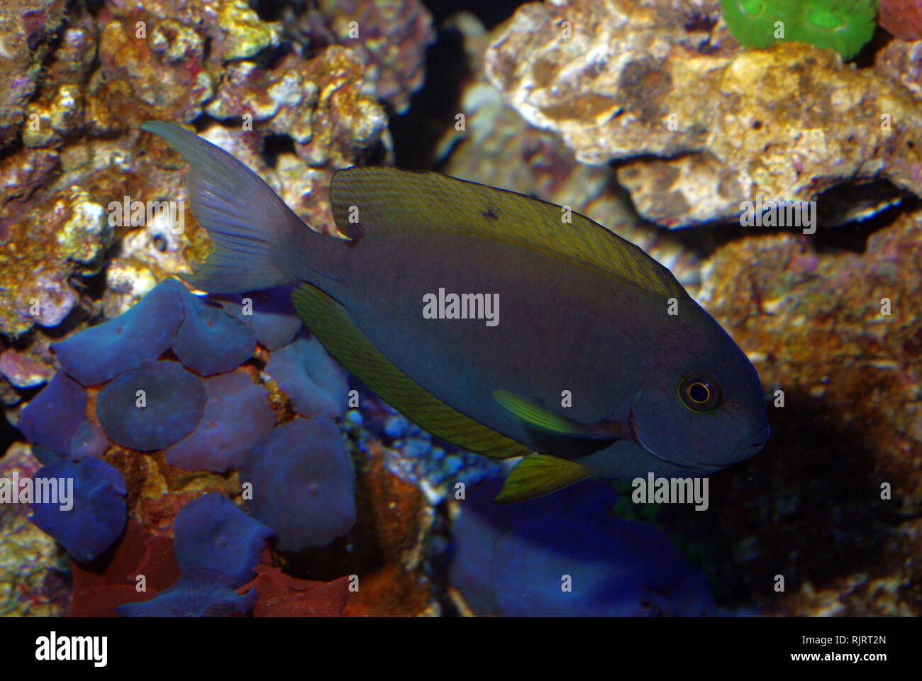 Whitefin surgeonfish (Acanthurus albipectoralis) Stock Photo