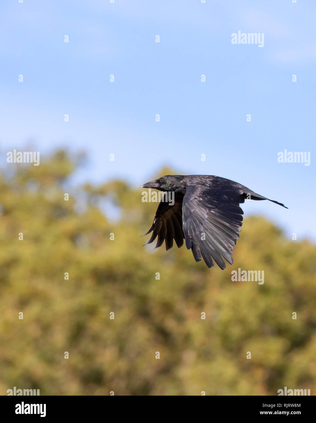 Common raven, Corvus corax in the wild flying with trees and blue sky in the background Stock Photo