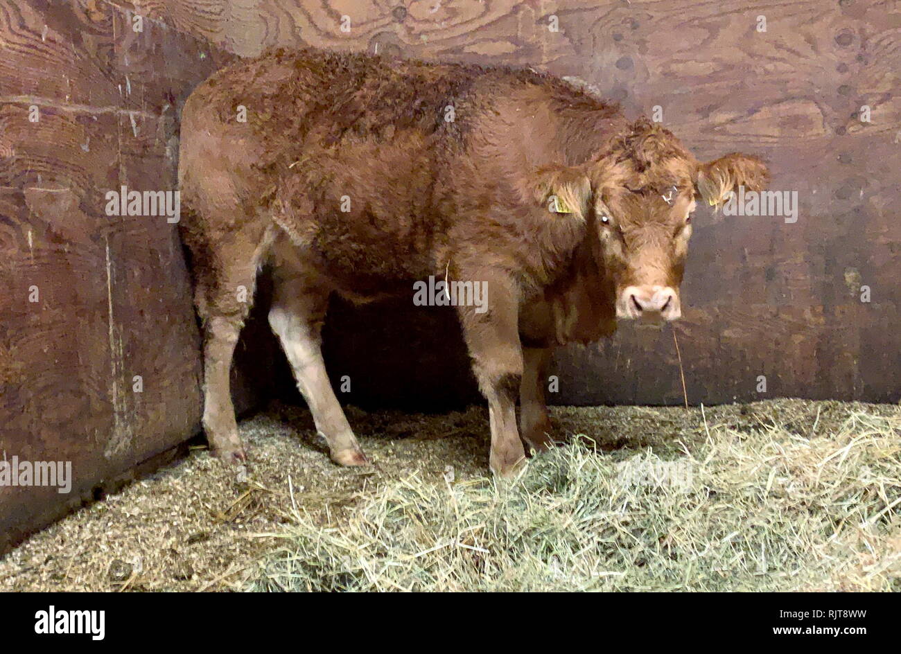 Deggendorf, Germany. 08th Feb, 2019. The runaway cow "Büxi" stands in her  stable at the Aiderbichl estate. The runaway cow spent a good three months  on the run in Lower Bavarian nature.