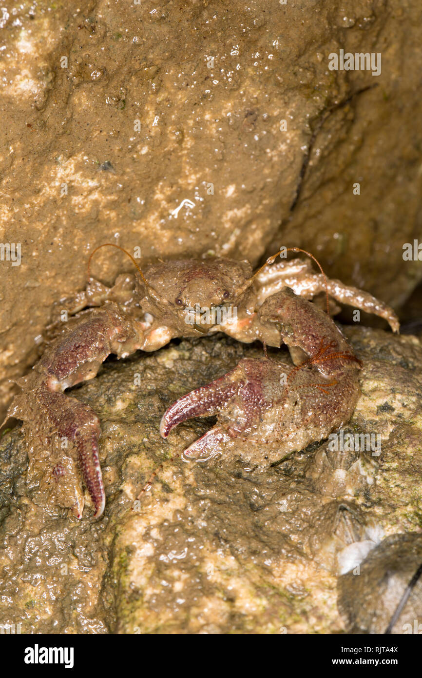 A Broad-clawed porcelain crab, Porcellana platycheles, hiding under a stone at low water in Portland Harbour Dorset. The crabs are quite small with a  Stock Photo
