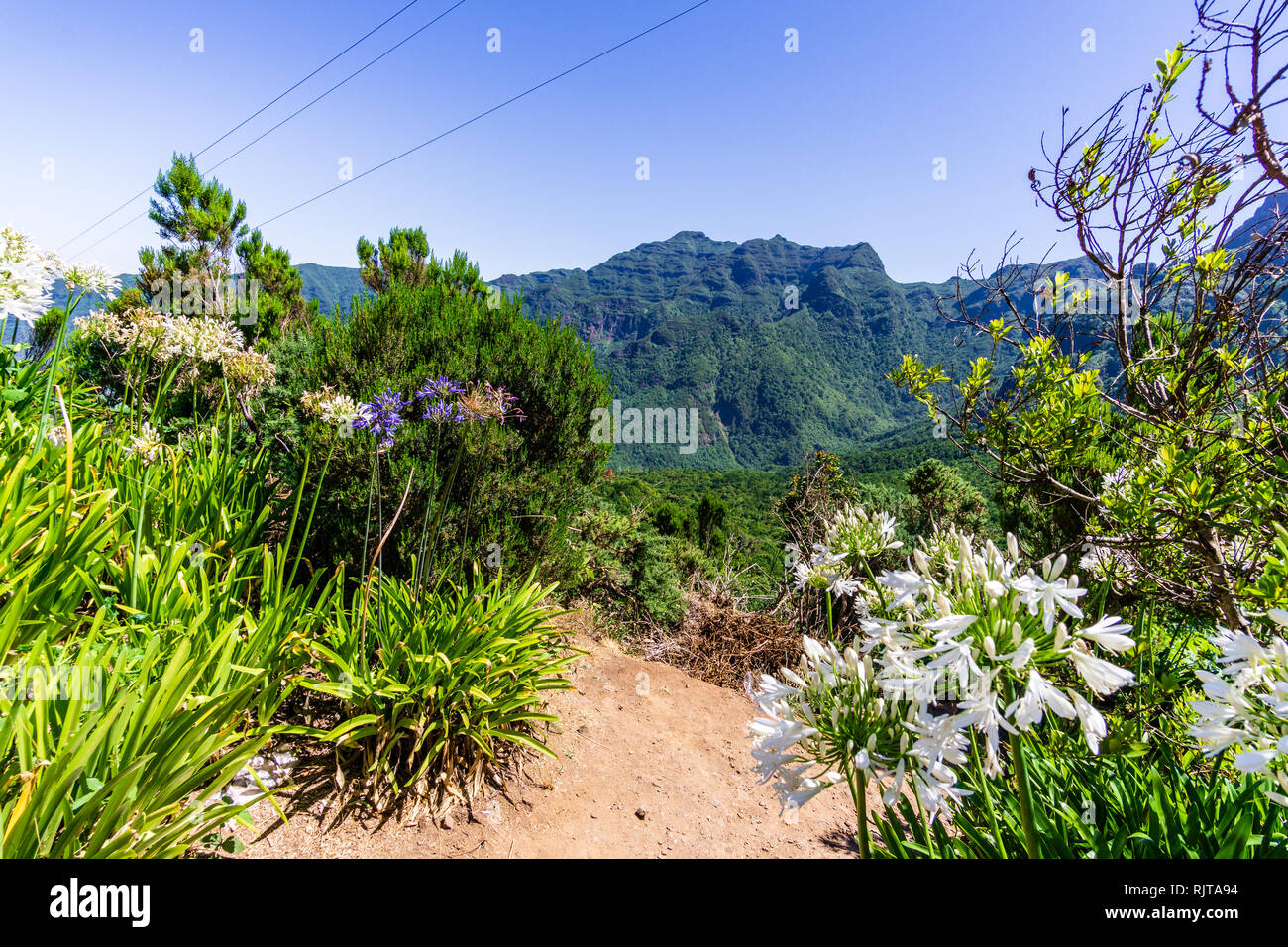 Mountain flowers in Madeira island, Portugal Stock Photo Alamy