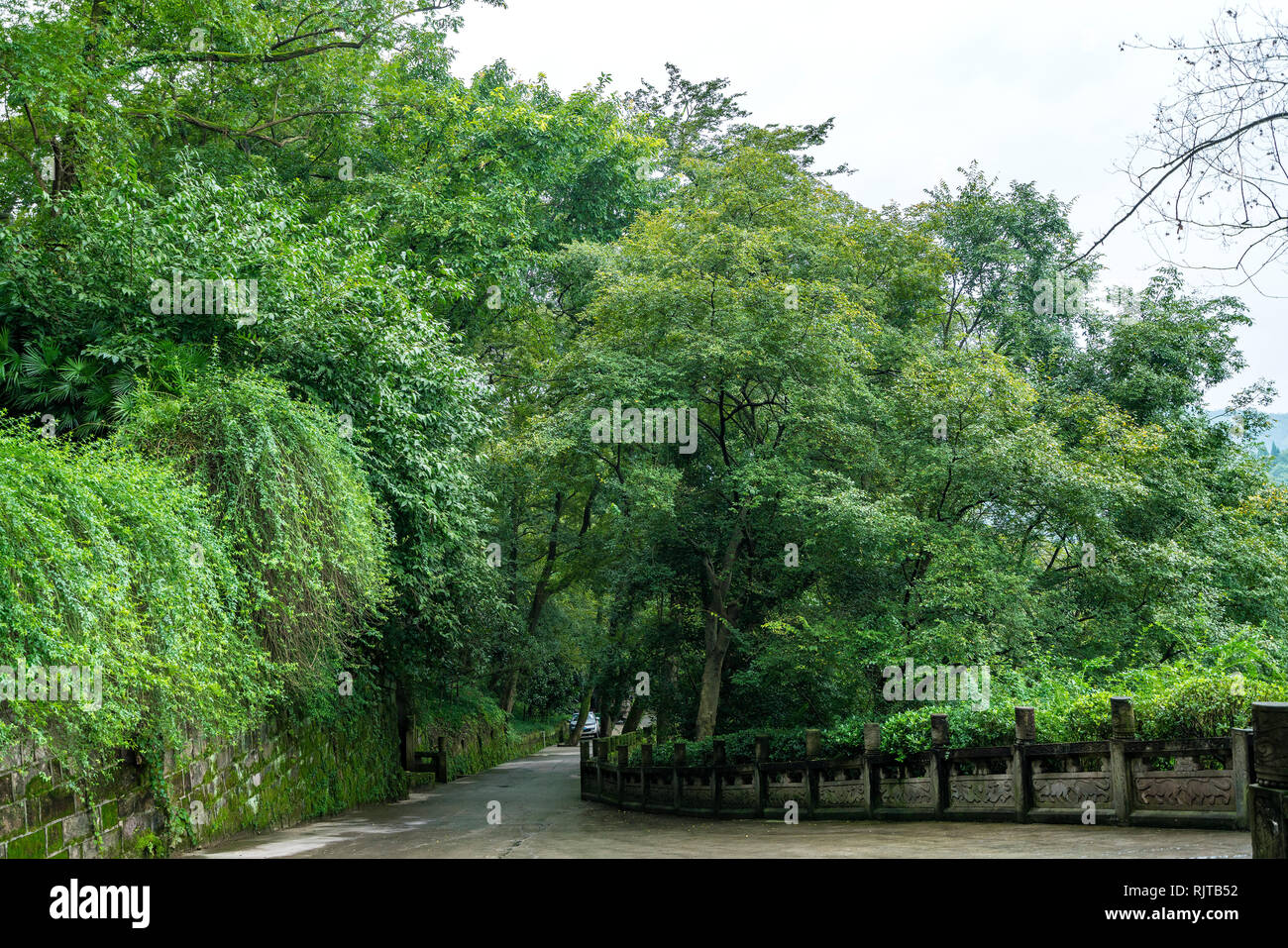 Verdant vegetation hi-res stock photography and images - Alamy
