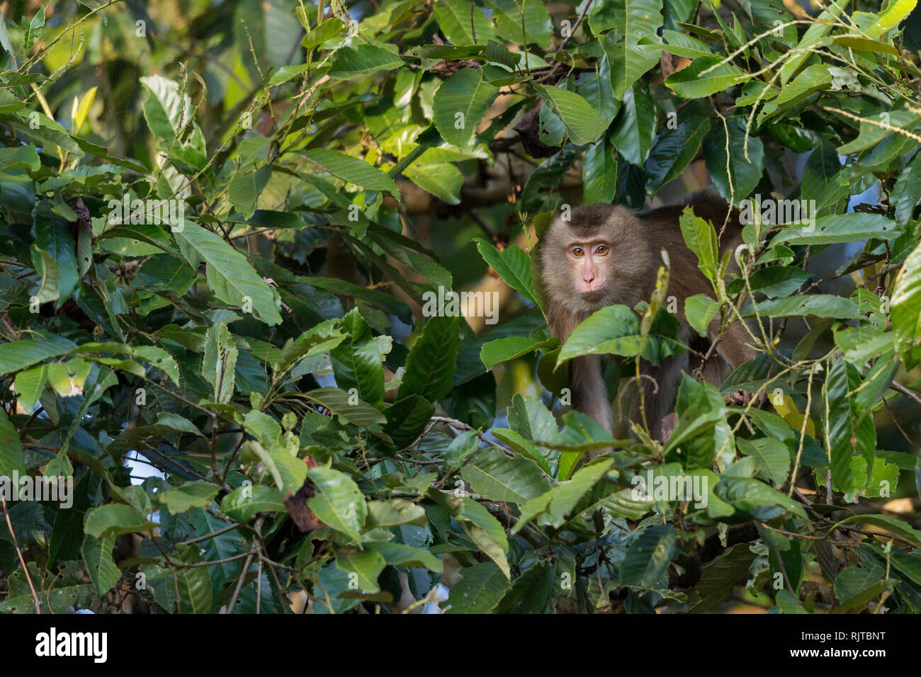 Northern Pig-tailed Macaque or Macaca leonina in Gibbon Wildlife Sanctuary Assam North East India Stock Photo