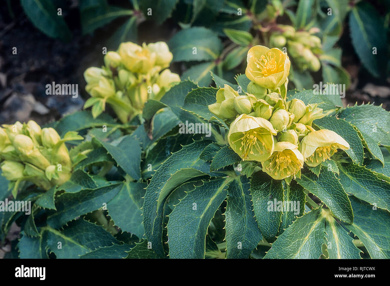 Bearing flowers hires stock photography and images Alamy