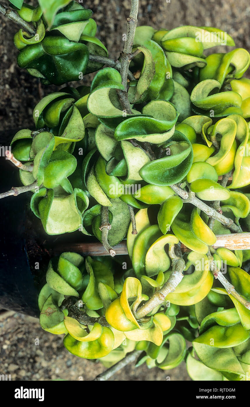 Hoya carnosa compacta epiphytic climber and produces flowers that scent at night  Has fleshy leaves and waxy flowers from late spring until autumn Stock Photo