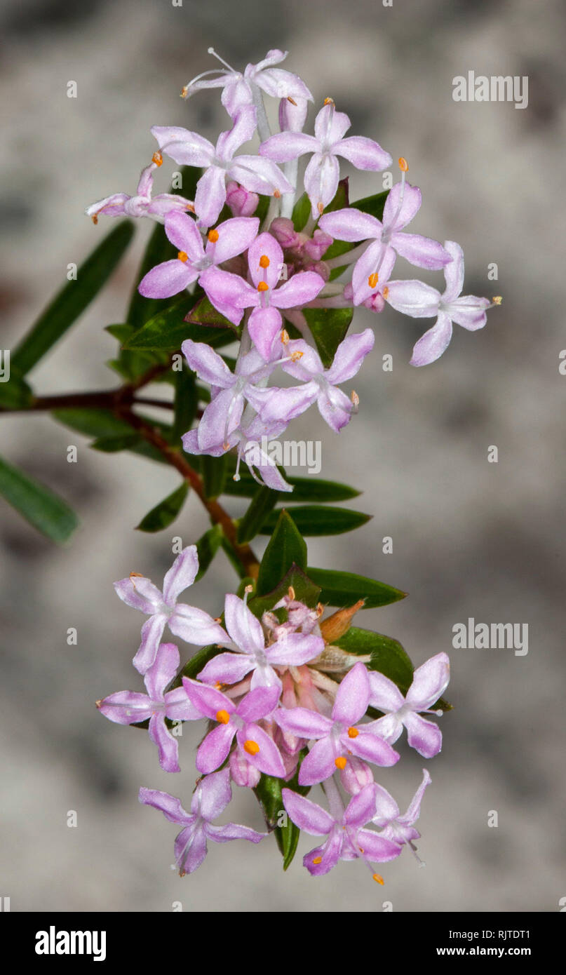 Cluster of pale pink flowers and dark green leaves of Pimelea, Australian wildflowers against light grey / brown background Stock Photo