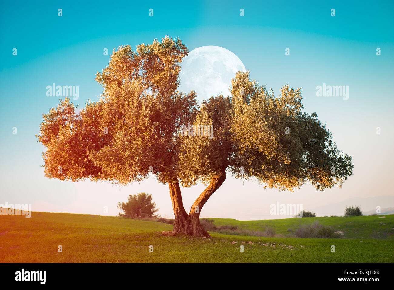 Beautiful Olive Tree in sunset and sunlight Stock Photo - Alamy