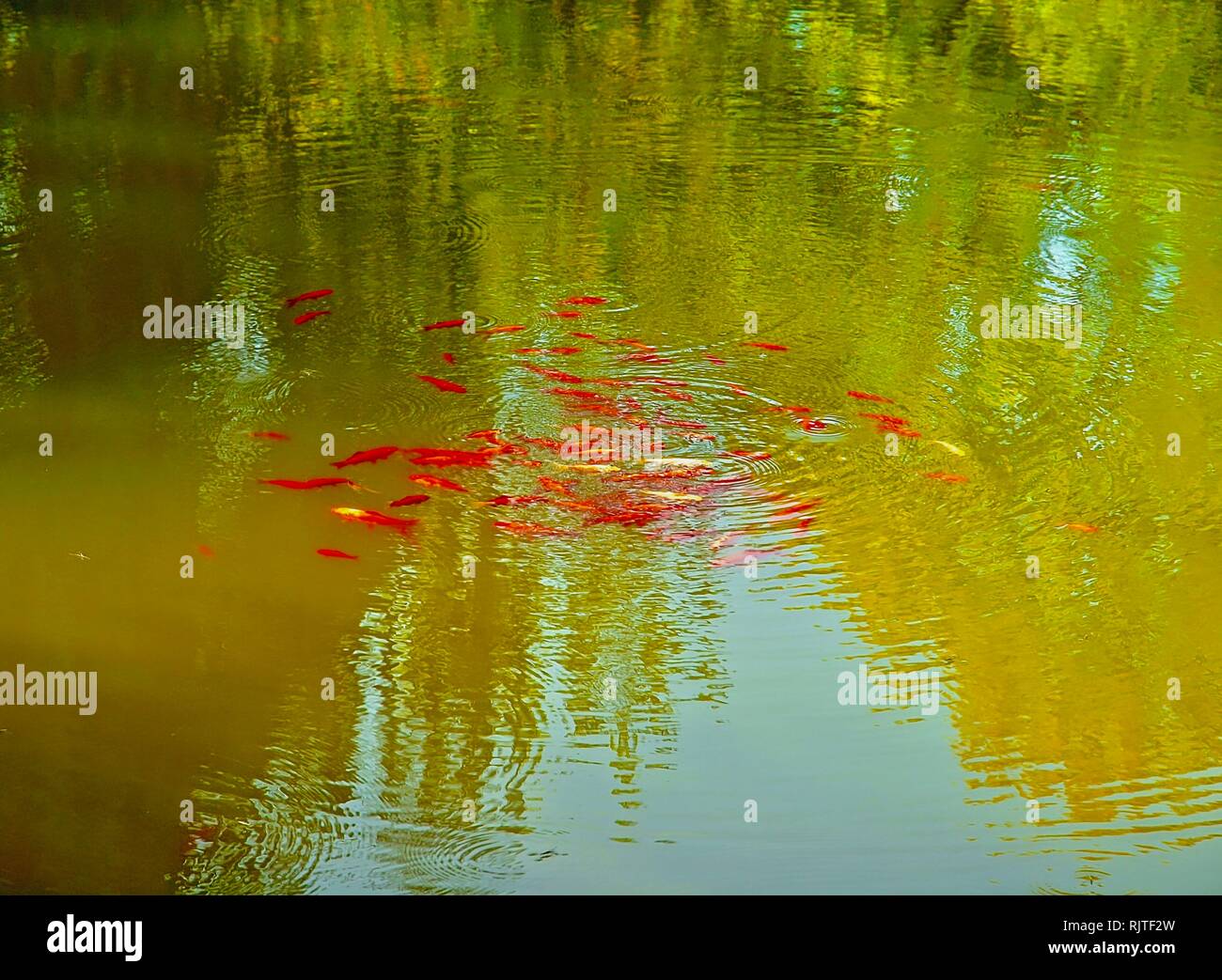 Many goldfish in pond hi-res stock photography and images - Alamy