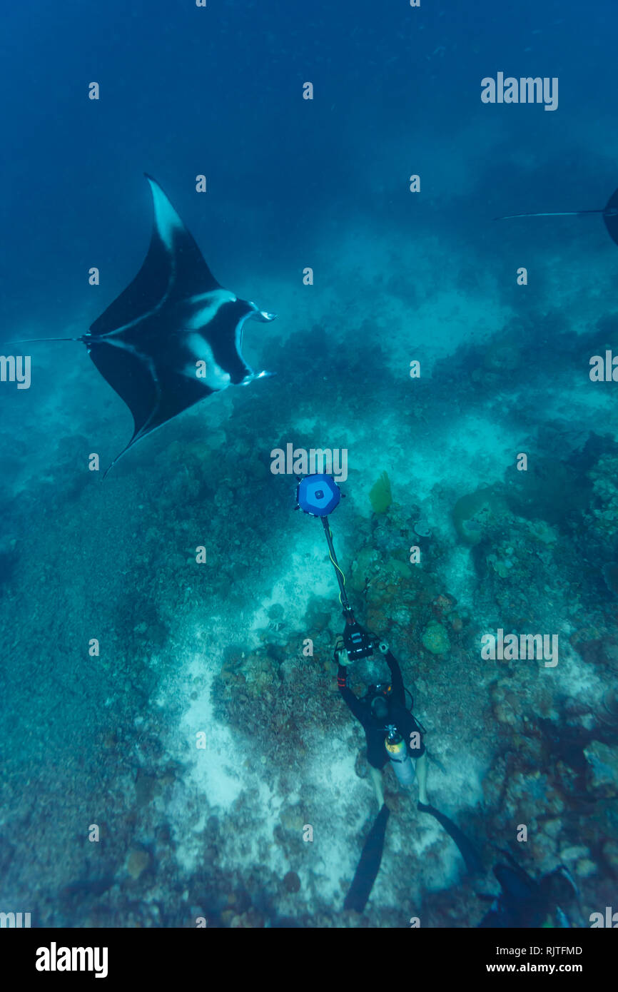 Film crew member approaches giant manta ray to get footage for virtual reality movie Stock Photo