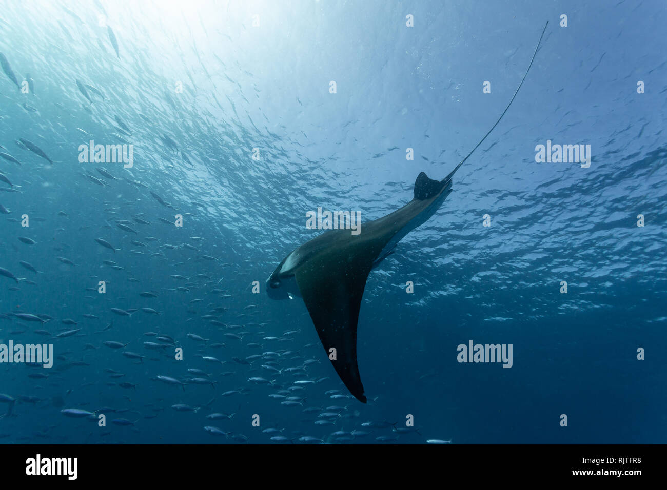 Closeup of group of fish with a giant manta ray swimming into it Stock
