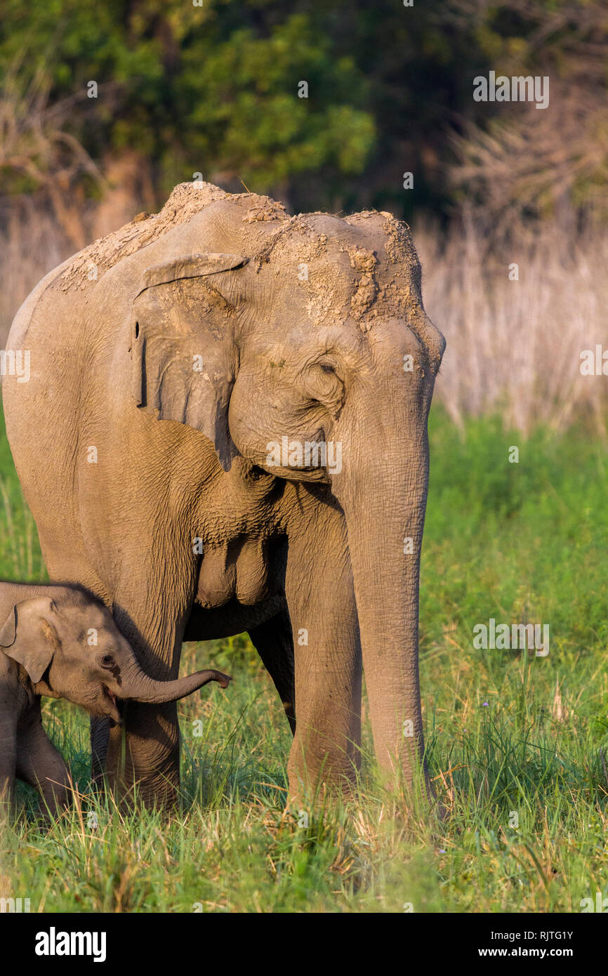 Asian Elephants of Elephas Maximus at Jim Corbett National Park, Uttarakhand, India Stock Photo