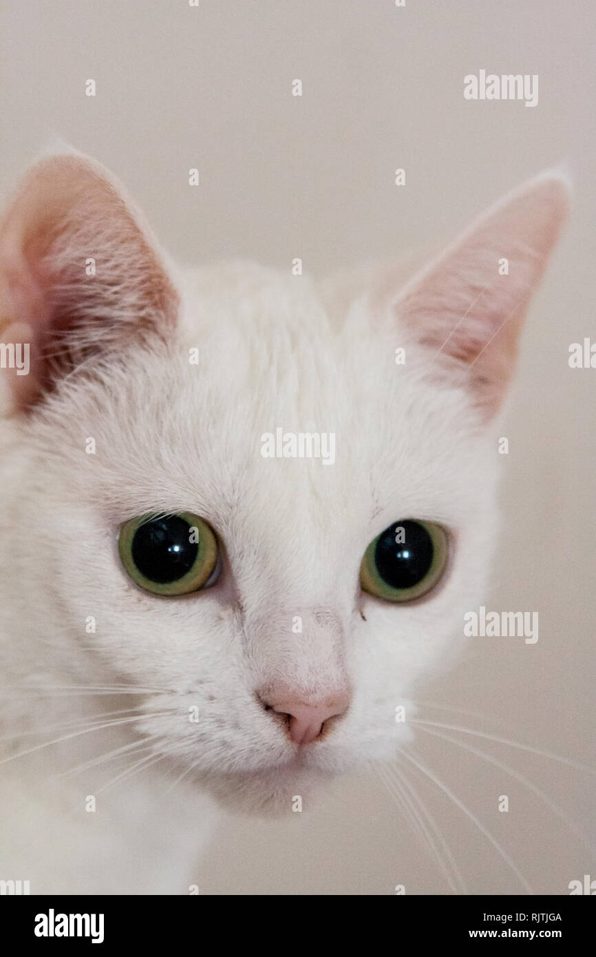Portrait of a white cat, Stock Photo
