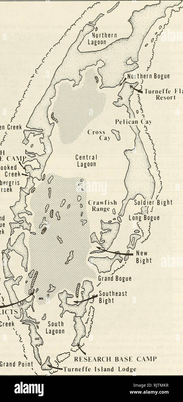. Atoll research bulletin. Coral reefs and islands; Marine biology; Marine sciences. Crickozeen Creek £ e RESEARCH BASE CAM ^Crooked Creek / Ambergris { Creek / Grand £ Bogue  Creek I I c Joe's Hole t RIYAS KEY SPONGE FARM RELICTS Blue Creek. ats § Long Bogue New Bight Grand Point |X? RESEARCH BASE CAMP 3^T"Turneffe Island Lodge Figure 4. Turneffe Islands survey sites and approximate location of the sponge farming area (stipled area).. Please note that these images are extracted from scanned page images that may have been digitally enhanced for readability - coloration and appearance of  Stock Photo