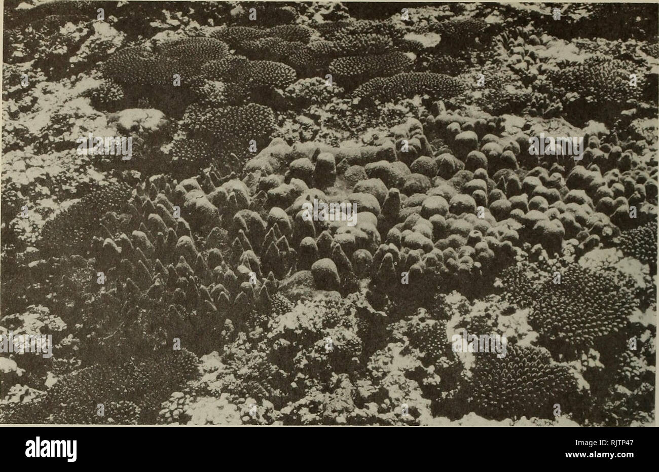 . Atoll research bulletin. Coral reefs and islands; Marine biology; Marine sciences. 266. Fig. 38 Plateforme superieure des eperons. Peuplement a Acropora of penguis et Aaropora humilis.. Please note that these images are extracted from scanned page images that may have been digitally enhanced for readability - coloration and appearance of these illustrations may not perfectly resemble the original work.. Smithsonian Institution. Press; National Research Council (U. S. ). Pacific Science Board; Smithsonian Institution; National Museum of Natural History (U. S. ); United States. Bureau of Sport Stock Photo