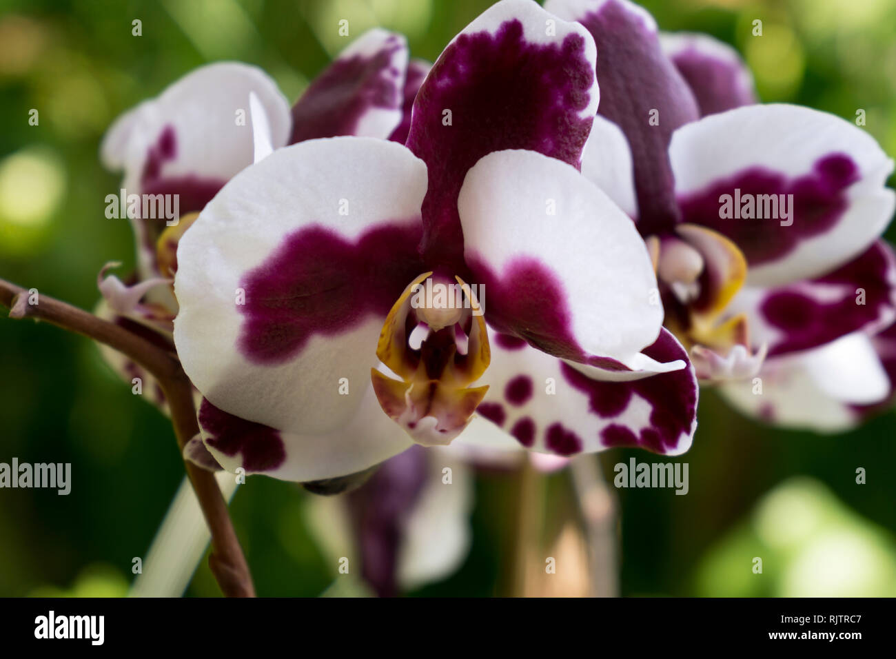 Tropical Purple Orchids Stock Photos & Tropical Purple Orchids Stock Images Alamy